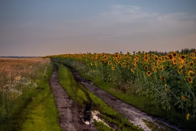 Лысые Горы, село - Тамбовский район