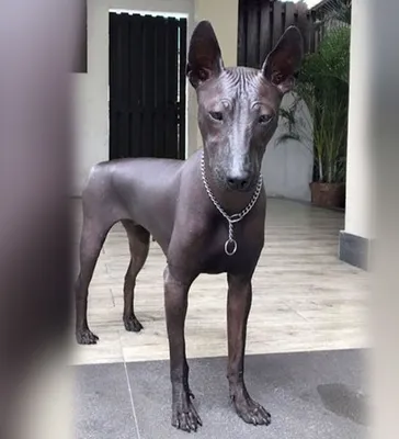 Мексиканская голая собака (Mexican Hairless Dog) - это милая, умная и  легкообучаемая порода собак. Фото, описание и отзывы.