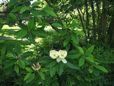 Magnolia grandiflora - Изображение особи - Плантариум