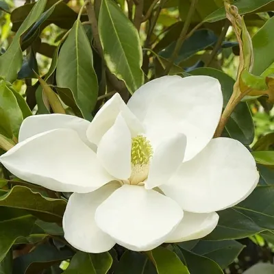 Магнолия крупноцветковая, или грандифлора (Magnolia grandiflora) –  вечнозелёное дерево до 30 м высотой в тропиках (ствол до 1,4 м в толщину),  до 20 м в субтропиках, и пока до 5 м в