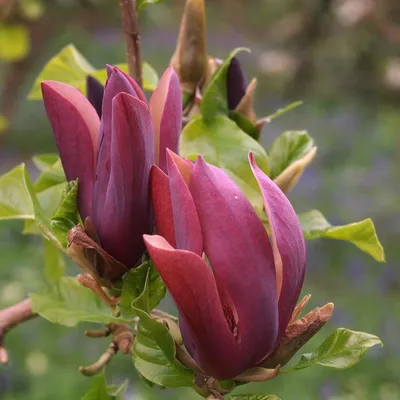 Магнолия Суланжа (Magnolia soulangeana)