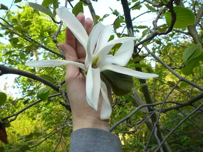 Magnolia x soulangeana 'Lennei', Магнолия Суланжа 'Ленней'|landshaft.info