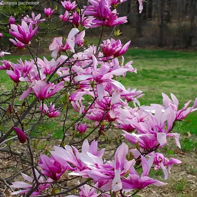 Магнолия Grandiflora Gallisoniensis - Садовый центр Кипарис