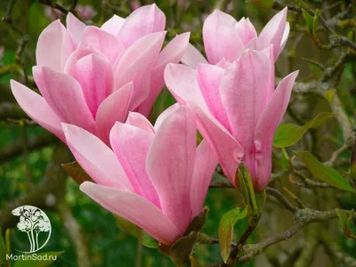 Магнолия заостренная или огуречная (Magnolia acuminate)