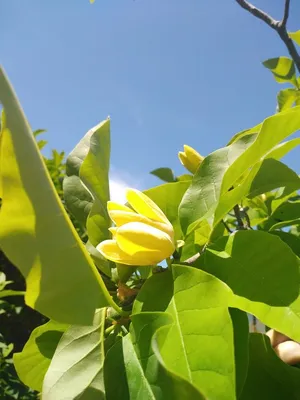 File:Magnolia soulangeana 2.JPG - Wikimedia Commons