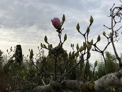 Отель Сочи-Магнолия ГК 3* в Сочи Россия, бронирование онлайн, отзывы, фото,  цены 2023 - Мой горящий тур