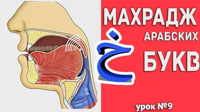 Купить книгу Плакат настенный \"Пять основных мест выхода букв\" (размер:  48х69) в исламском интернет магазине