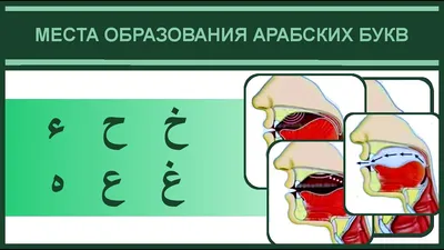 Таджвид для преподавания (fb2) | Флибуста