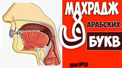 Урок 3. Места выхода букв. Органы речи - Таджвид