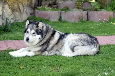 Маламут 🐶 Лохматая собака, внешне …» — создано в Шедевруме