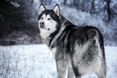 Аляскинский маламут: особенности 🐕 породы, плюсы и минусы, фото