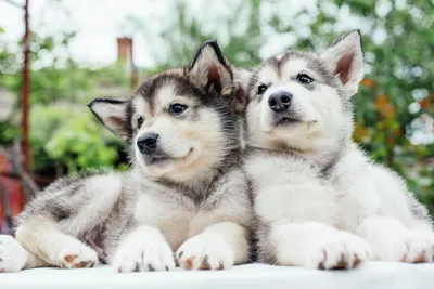 ПроВетеринаров - 🐕Из названия уже понятно, откуда к нам пришла эта порода.  Аляскинский маламут изначально был собакой эскимосов. Собаки этой породы  крупные, имеют крепкое и мускулистое телосложение. Эти представители имеют  густую богатую