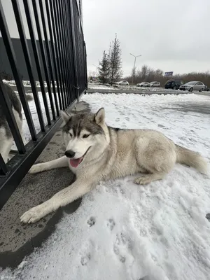 Маламут Собака Смотрит Вдаль. На Фоне Зимнего Леса. Фотография, картинки,  изображения и сток-фотография без роялти. Image 49383308