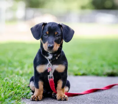 Маленькие собаки для 🐕 небольшой квартиры: лучшие породы миниатюрных собак  - Гульдог