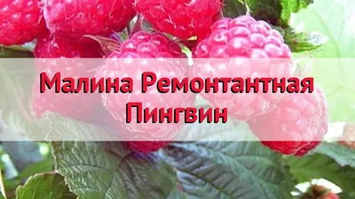 Малина Ремонтантная Пингвин – купить саженцы в интернет-магазине Лафа с  доставкой по Москве, Московской области и России