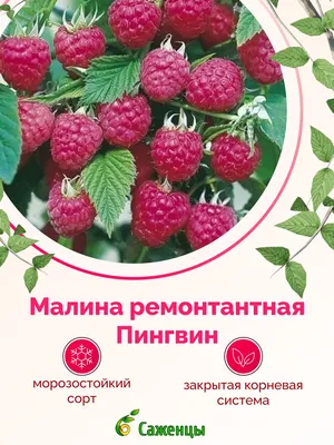 Купить саженцы Малина Желтый Пингвин в Москве по цене 561 р. с доставкой в  Подмосковье