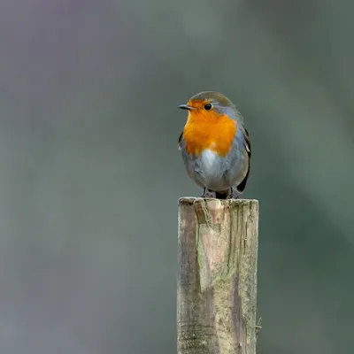 Фотогалерея - Птицы (Aves) - Зарянка или малиновка (Erithacus rubecula) -  Природа Республики Мордовия