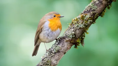 Малиновка Robin #robin#bird#forest#birdwatching #птицы#бердвотчинг#малиновка#зарянка#лошицкийпарк  | Instagram