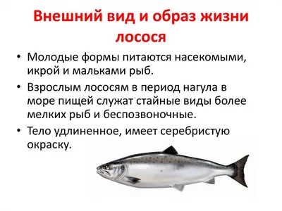 При поддержке «Газпром добыча шельф Южно-Сахалинск» в Охотское море  выпустили мальков кеты