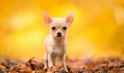 Маленькие собаки для 🐕 небольшой квартиры: лучшие породы миниатюрных собак  - Гульдог