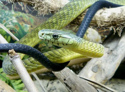 Palo Alto residents reminisce about 30-year-old 'black mamba' scare - Palo  Alto Online