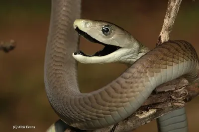 Black Mamba - African Snakebite Institute