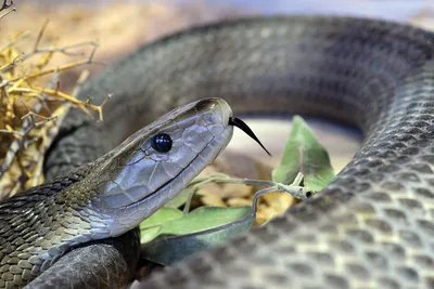 Man Comes Face-to-Face With Deadly 6.5ft Black Mamba During DIY Work