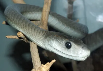 A Deadly Venomous Black Mamba Snake Startled Me in South Africa | by Klara  Jane Holloway | Globetrotters | Medium