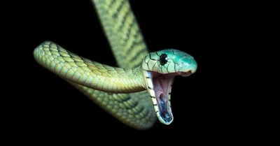 Indianapolis Zoo getting deadly snake, Africa's black mamba | Fox 59