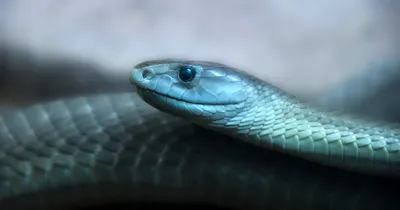 Scientists seek safer antivenoms for black mamba bites