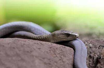 Green Mamba Pictures - AZ Animals