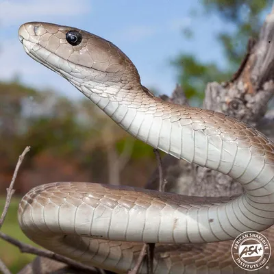 Black Mamba | Saint Louis Zoo