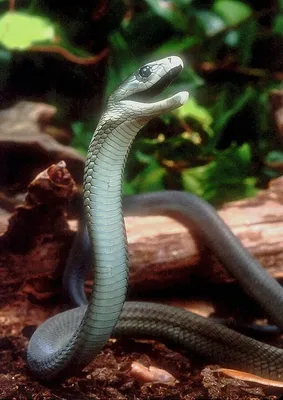 Extremely venomous' green mamba on the loose in Netherlands | Snakes | The  Guardian