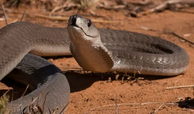 Close-up of a majestic black mamba snake coiled up, calmly waiting for its  prey to arrive on a white background Stock Photo - Alamy