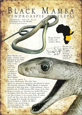 Black Mamba Snake: Deadly African Venom | AI Art Generator | Easy-Peasy.AI