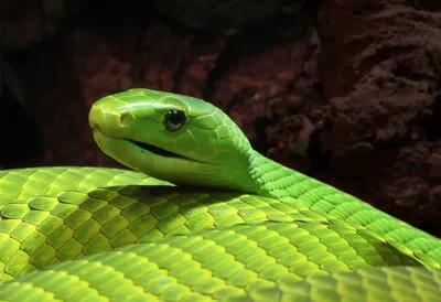 Black mamba snake hi-res stock photography and images - Alamy