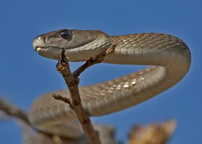 Black mamba - Wikipedia