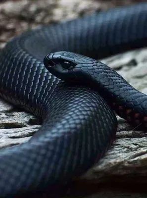 Venomous green mamba on the loose in the Netherlands