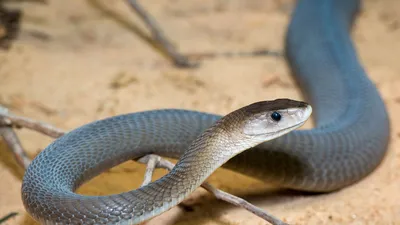 Nature - Black Mamba - Twin Cities PBS