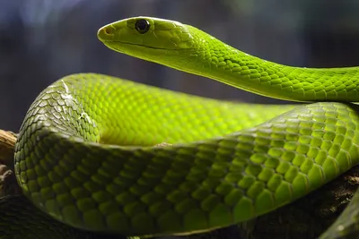 Black Mamba - African Snakebite Institute