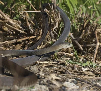 19 Unbelievable Facts About Western Green Mamba - Facts.net