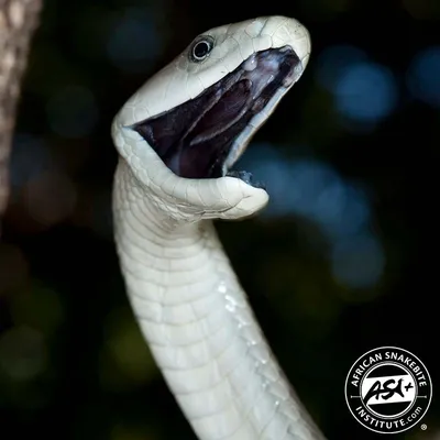 February's Featured Animal: The Black Mamba