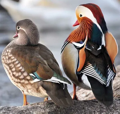 Мандаринка | Mandarin duck | Aix galericulata | Мандаринка, Утки