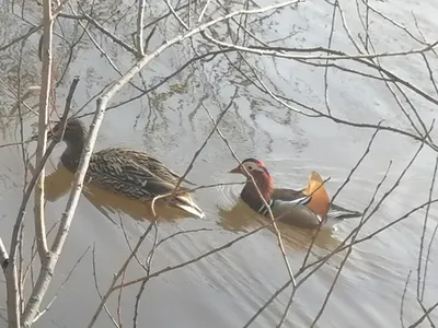 Утка-мандаринка поселилась на водоеме в Тюмени | Вслух.ru