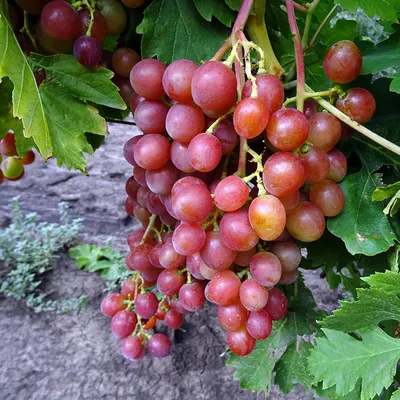 Изображение маникюра в фруктовой цветовой гамме