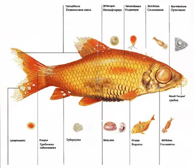 Моя битва с ихтиофтириозом (\"манкой\"), попытка 2 | Пикабу