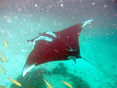 картинки : Manta Ray, луч, океан, море, Подводный, рыба, дайвинг, Подводное  плавание, Коралл, Риф, Мальдивы, морской скат 3148x1765 - - 1370049 -  красивые картинки - PxHere