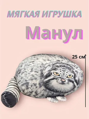 Домашний манул :3 | Пикабу