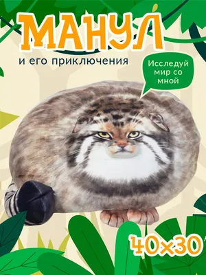 Manul: Free steppe hermit | Interesting facts about Pallasov the cat -  YouTube