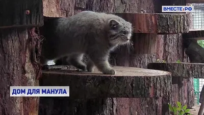 Кот Манул Шушик M серый 35 см, игрушка мягкая - АБВГДЕЙКА